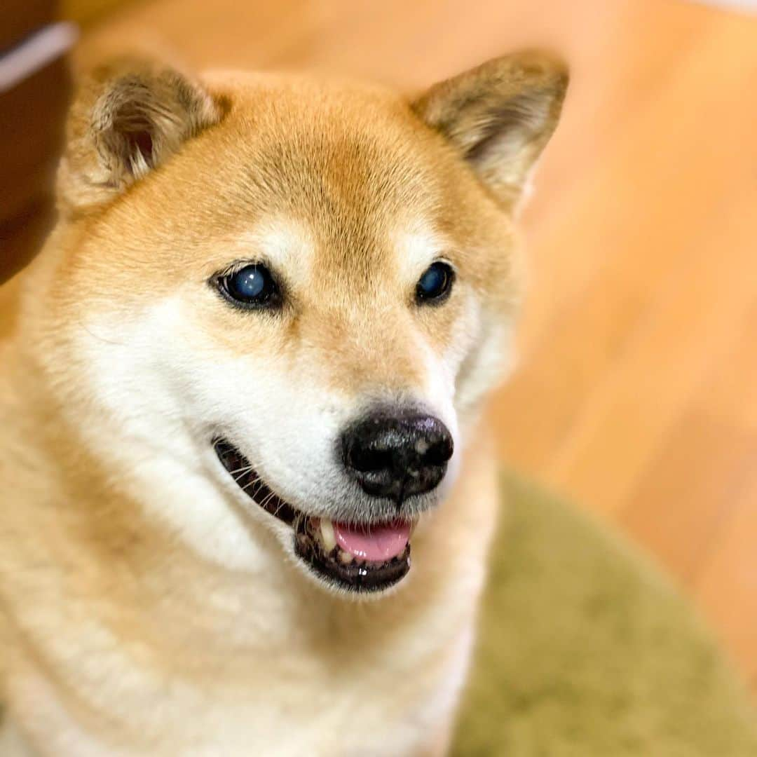 まる（まるたろう）さんのインスタグラム写真 - (まる（まるたろう）Instagram)「I am about to have dinner!✨🐶☺️✨もうすぐご飯の時間だよ〜 #ごはんだごはんだ #やっほっほ #大盛りごはんだ #やっほっほ」2月11日 19時40分 - marutaro