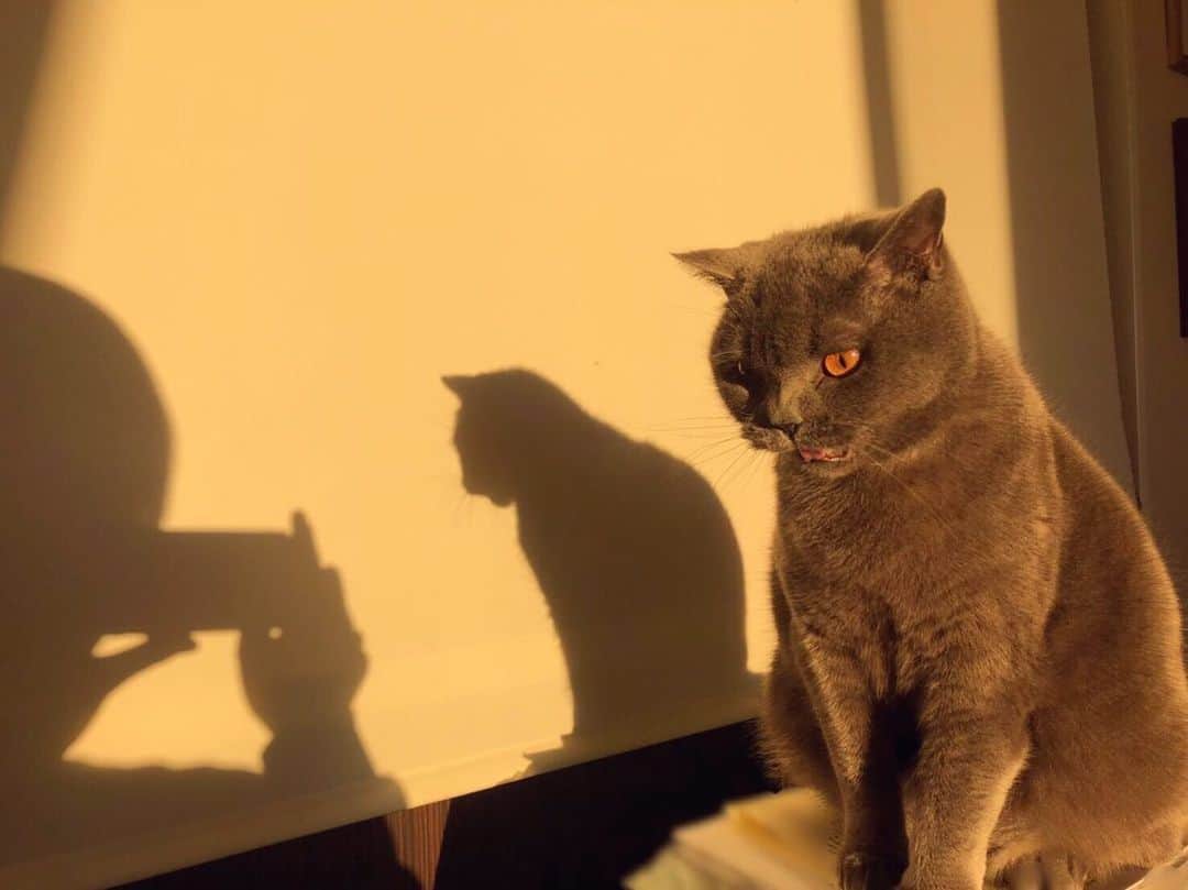 飯島颯さんのインスタグラム写真 - (飯島颯Instagram)「怒った顔も可愛いよ📸  #猫#ネコ#ブリティッシュショートヘア#ブリ商会#ねこ#ねこ部#ふわもこ部#ねこすたぐらむ#にゃんすたぐらむ#猫のいる暮らし」2月11日 19時37分 - hayate_kumakun_official