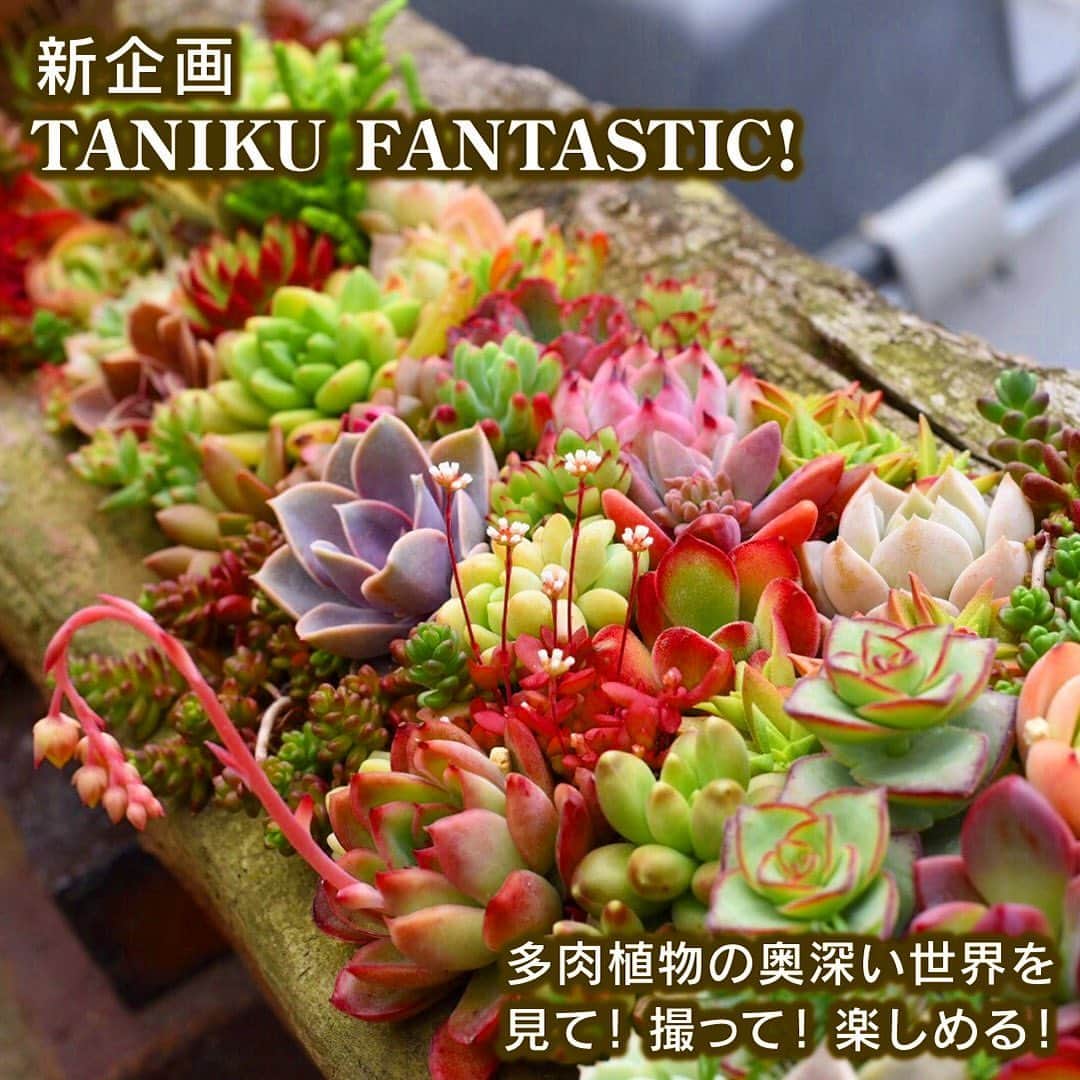 世界らん展日本大賞さんのインスタグラム写真 - (世界らん展日本大賞Instagram)「開催まであと3日！！今回は世界らん展2020-花と緑の祭典-の新企画を紹介！！ 多肉植物の奥深い世界を堪能できる「TANIKU FANTASTIC！」 ぷっくりとした可愛らしい質感と、不思議なフォルムで近年大人気🌵  種類によって姿が様々で、なんとも言えない存在感を放つ多肉が、世界らん展に登場します！ ご覧いただけるのは、多肉初心者でも楽しめる「花のような多肉」「透明な多肉」、そして人気多肉作家の『くるみガーデン』の作品などなど♪写真を撮りたくなるスポットが満載です！ 『カクト・ロコ』『the Farm UNIVERSAL』『TOKIIRO』などの、人気多肉作家が講師として登場する「ワークショップコーナー」も展開！ オリジナルの世界観の多肉の寄せ植えを、ぜひ作ってみてください！  ワークショップ付き前売券も残りわずかです！チケット詳細はHPをご覧ください。  #多肉植物　 #多肉　 #世界らん展　#東京ドーム　#世界らん展2020」2月11日 19時49分 - sekairanten