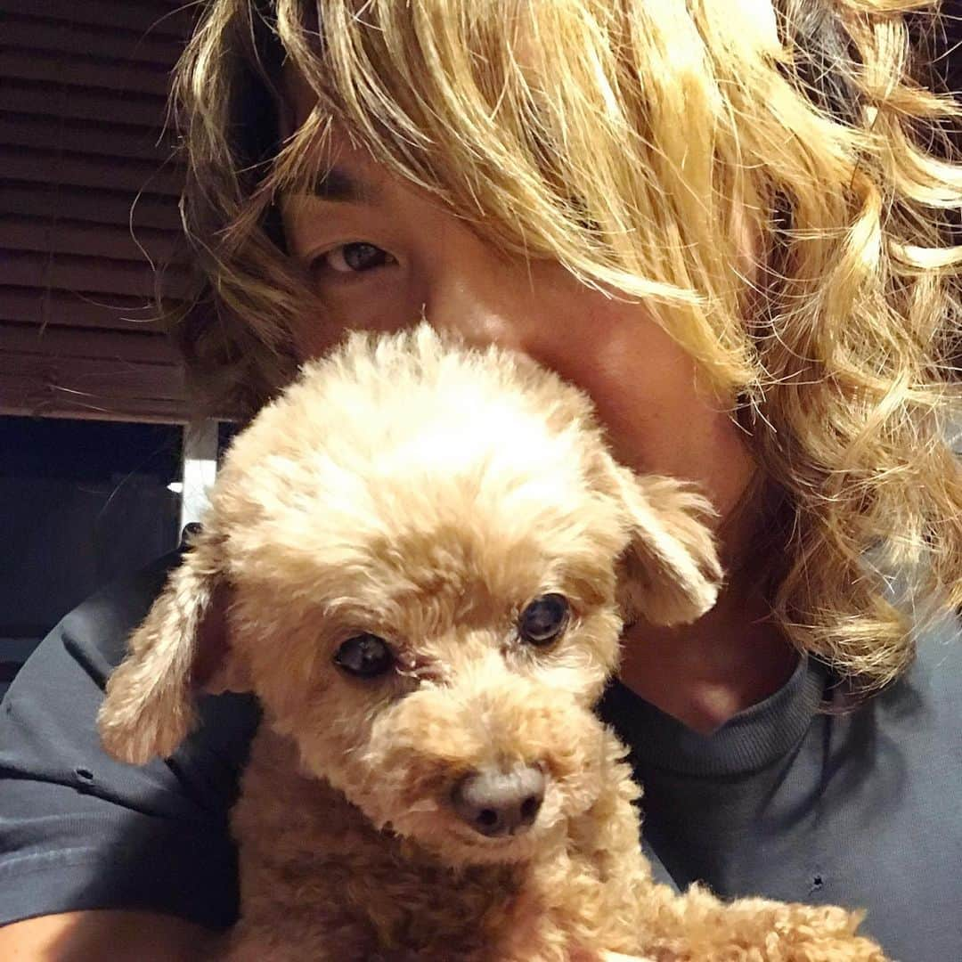 棚橋弘至さんのインスタグラム写真 - (棚橋弘至Instagram)「ハナ、ただいまー。 #toypoodle」2月11日 19時56分 - hiroshi_tanahashi