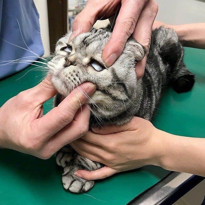 Shishi-maruのインスタグラム：「🐱ねこのきもちWEBMAGAZINE にて、猫エッセイが更新されました🐈健康診断のお話です。そして、外部に出していた血液検査の結果は、無事なんともありませんでしたホッ。なによりも嬉しい😆是非ご一読ください😸 【渋ネコししまるさん】#33 ｜ねこのきもちWEB MAGAZINE https://cat.benesse.ne.jp/lovecat/content/?id=65368 🐱My essay about Shishi-maru is serialized in a weekly magazine:) ーーーーーーーーーーーーー 🌺「渋ネコ ししまるさん」ねこのきもちWEB MAGAZINE にて毎週金曜日エッセイの連載中 ーーーーーーーーーーー 📕「ぷっちねこ。」「3匹のちいさな猫を召喚できたなら」「ちいさな猫を召喚できたなら」徳間書店より単行本発売中 ーーーーーーーーーーー ⭐︎ねこ漫画→@tacos_cat 🌺Twitter →@taco_emonemon ーーーーーーーーーーー」