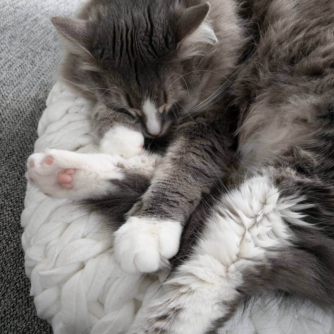 Nila & Miloさんのインスタグラム写真 - (Nila & MiloInstagram)「What is that noise outside?! I'm trying to nap here... 😱😴 #swipe #hailstorm #catnapping」2月11日 22時48分 - nilamilo