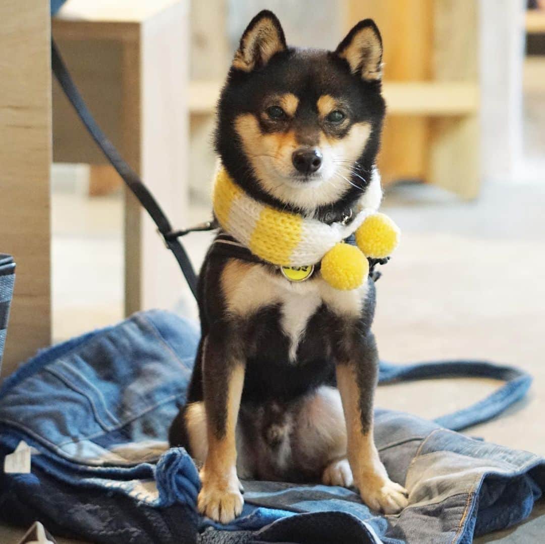 黒豆柴こむぎのグルメインスタ