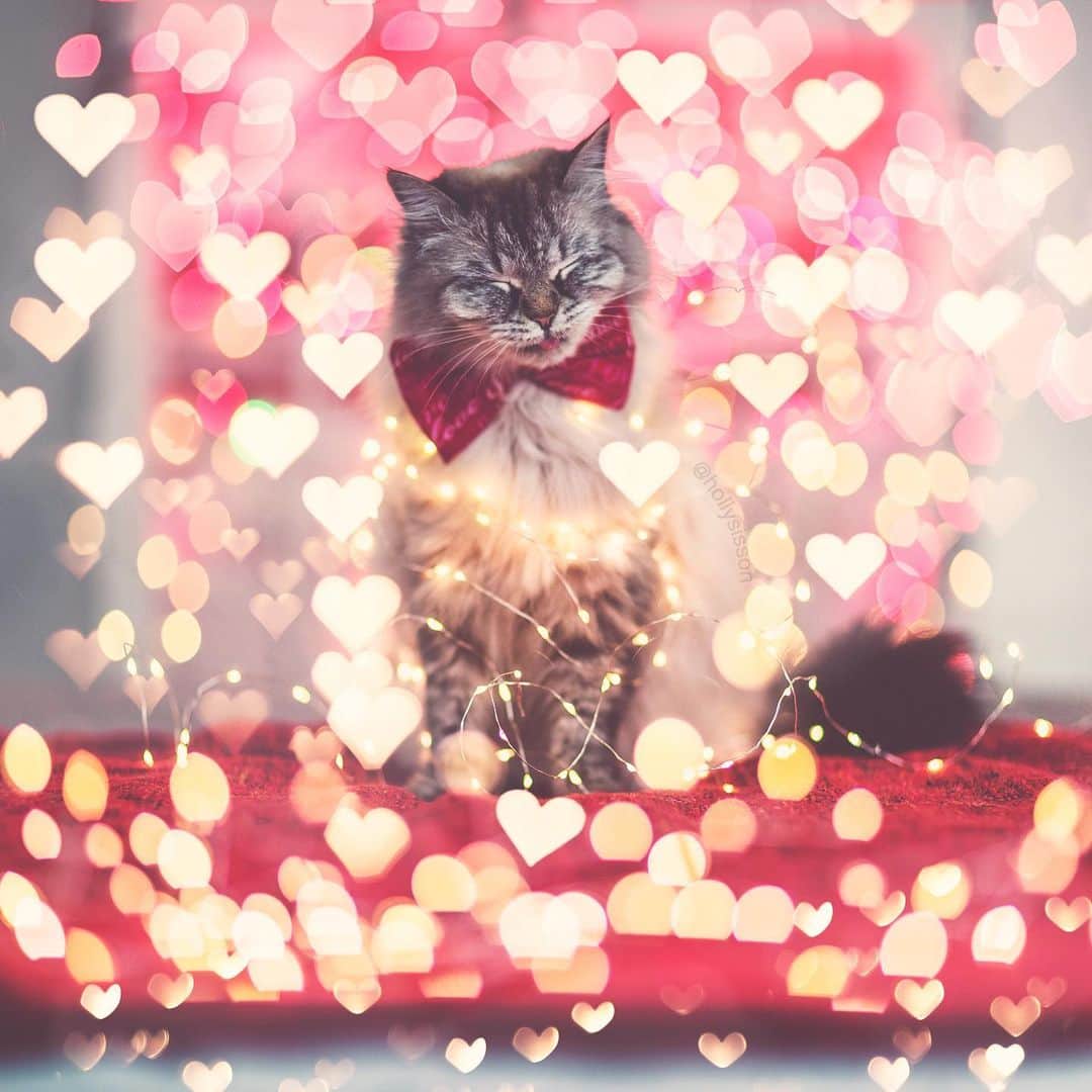 Holly Sissonのインスタグラム：「Love is in the air this Tuesday before Valentines Day ❤️🐱☺️ #Toronto #Siberiancat #tot #valentines #hearts #bokeh (See more of Alice, Finnegan, and Oliver, on @pitterpatterfurryfeet) ~ Canon 1D X + 85 f1.2L II @ f1.2 (+ Lomography 85mm #Petzval Art Lens for heart bokeh) See my bio for full camera equipment information plus info on how I process my images. 😊」