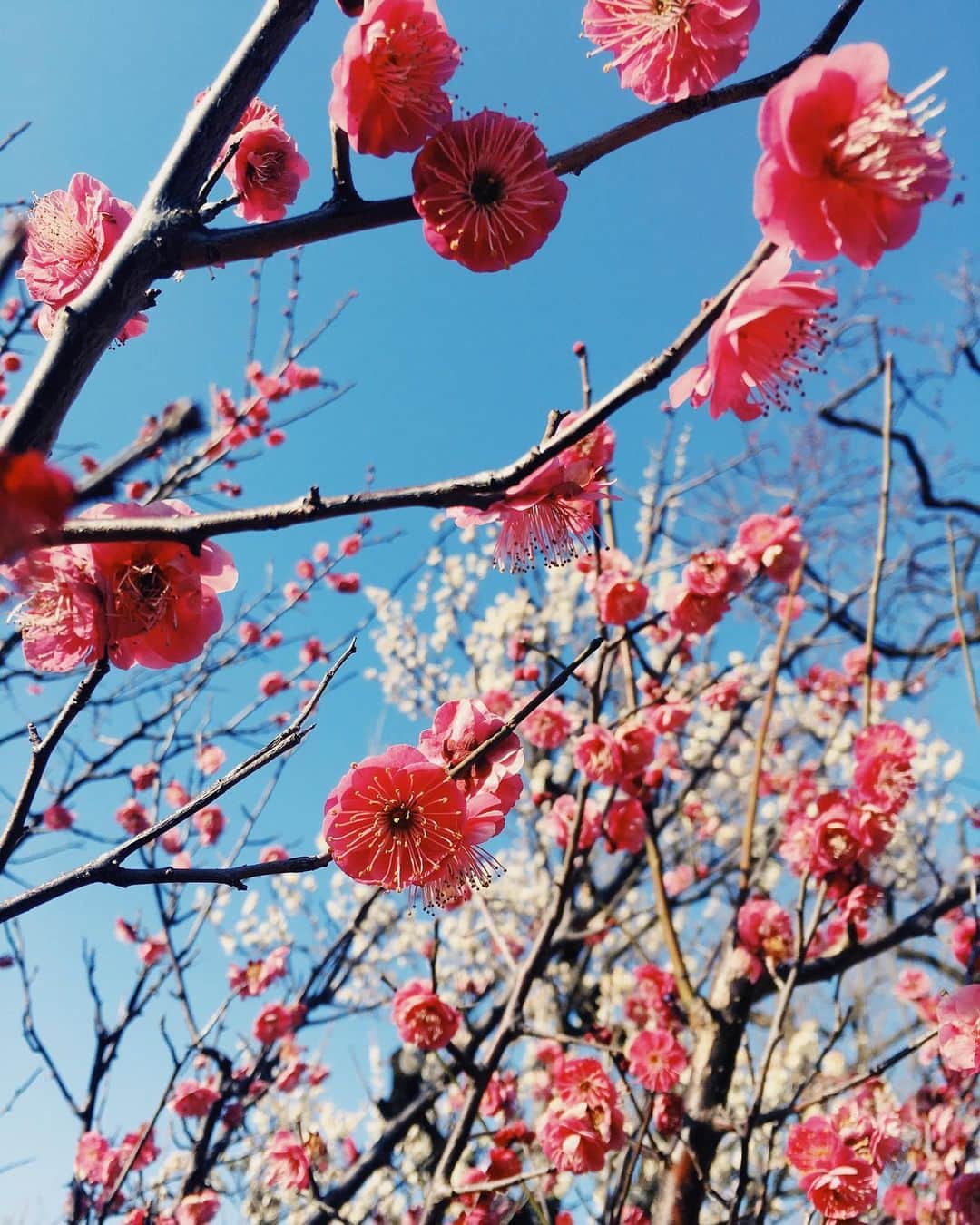 佐藤千亜妃さんのインスタグラム写真 - (佐藤千亜妃Instagram)「梅が咲いてた🌸 #梅まつり #梅の花」2月11日 23時28分 - chiaki_sato0920