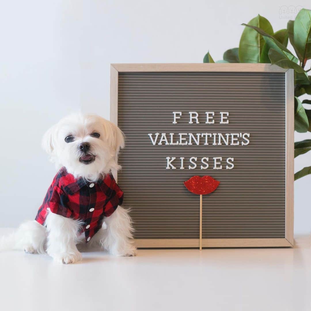 hi.arodさんのインスタグラム写真 - (hi.arodInstagram)「Once a year☝️! Just for you.  Line might be long, but that's because I give long kisses 😚 ・・・ #freekisses#freekisses💋 #💋#dogkisses#dogkiss #kisses #limitedtimeonly #dogsforlife #ohmydog #valentines #luvablelabsofinsta #valentinesday #valentinesideas #valentinesweek#dogsfirst#petsfirst #valentinepuppy#valentinesdog#maltesestyle#malteseofficia#maltese#malteser#malteselovers#malteselover#maltesedogs#maltesedog#malteselife#dallasdog#狗 #瑪爾濟斯」2月11日 23時57分 - hi.arod