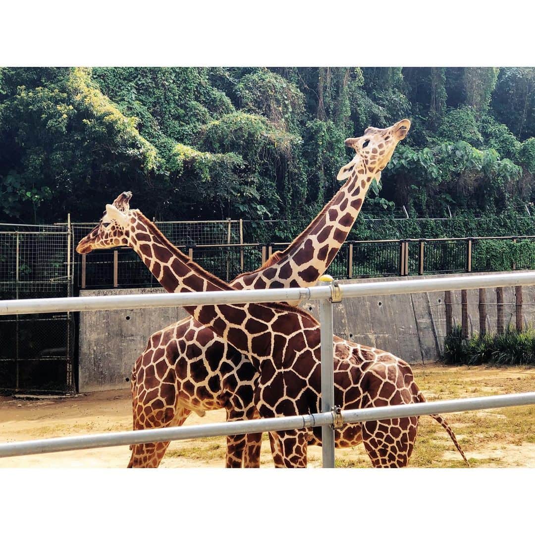 金城優華のインスタグラム：「家族で動物園。﻿ ﻿ ﻿ 恒例化しつつある﻿ 夫ハトムネさんお手製弁当。﻿ ﻿ ﻿ 動物園って﻿ 行く度に発見あっておもしろい!!﻿ ﻿ ﻿ #キリン喧嘩してるし﻿ #カバ珍しく水から出てた﻿ ﻿ ﻿ ﻿ 行けるもんなら毎週でも行きたいよね。﻿ ﻿ ﻿ #金城優華﻿ #ママ﻿ #金城の子育て日記﻿ #チビ助日記﻿ #動物園﻿ #okinawa﻿ ﻿」