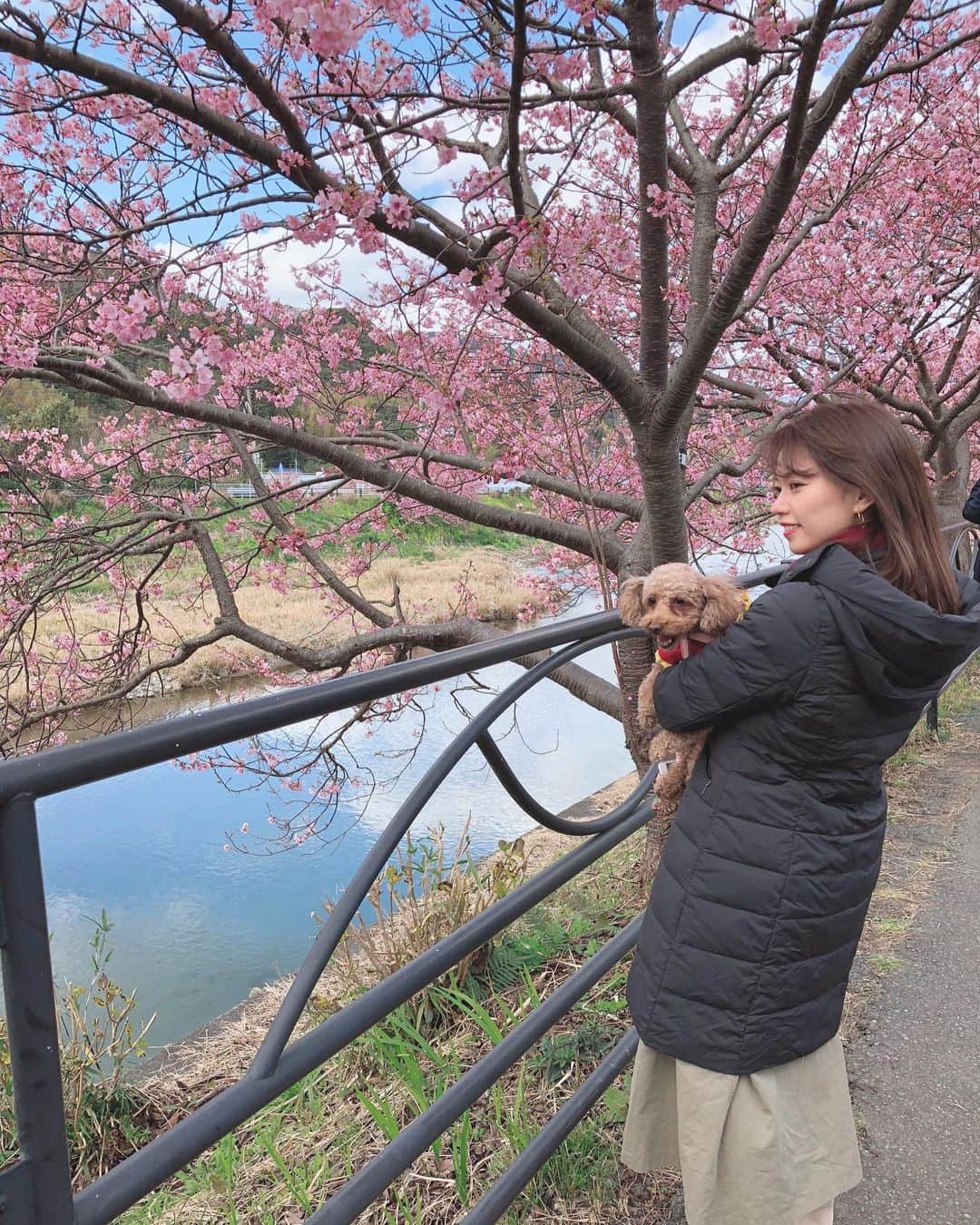 嶋村瞳さんのインスタグラム写真 - (嶋村瞳Instagram)「. 桜の季節🌸春はすぐそこ。 . 河津桜はほぼ満開。 桜は触ってはいけません。 . . ブーツ @heather_love_official . #河津桜 #静岡 #桜 #春が来た  #おしゃれ好きな人と繋がりたい  #ムーちゃん #愛犬 #トイプードル #ファッション #コーデ #model #sakura #instagood」2月12日 0時39分 - hitomi_shimamura_official