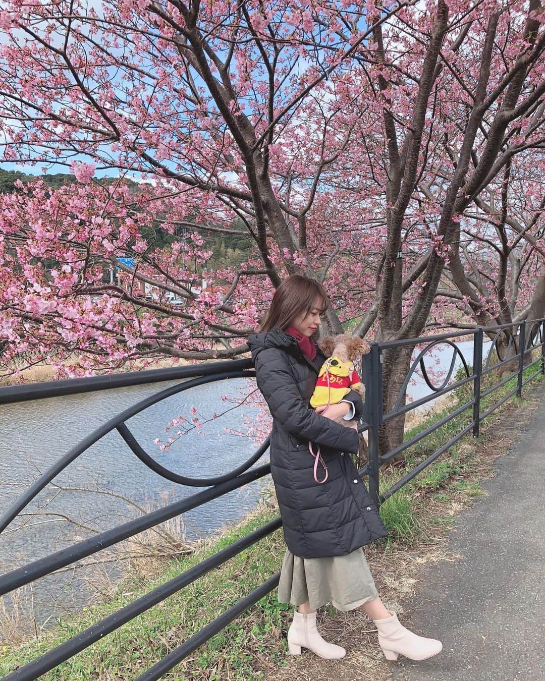 嶋村瞳さんのインスタグラム写真 - (嶋村瞳Instagram)「. 桜の季節🌸春はすぐそこ。 . 河津桜はほぼ満開。 桜は触ってはいけません。 . . ブーツ @heather_love_official . #河津桜 #静岡 #桜 #春が来た  #おしゃれ好きな人と繋がりたい  #ムーちゃん #愛犬 #トイプードル #ファッション #コーデ #model #sakura #instagood」2月12日 0時39分 - hitomi_shimamura_official