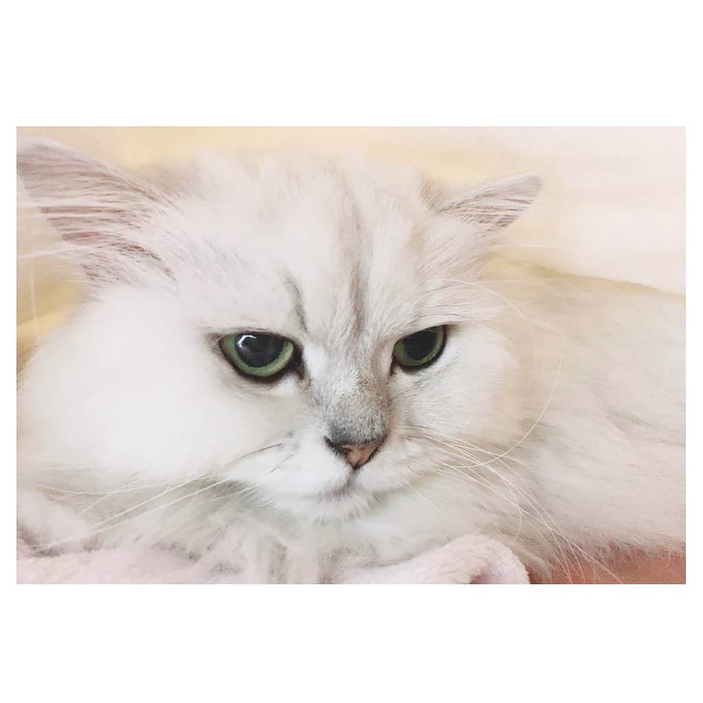 花咲来夢さんのインスタグラム写真 - (花咲来夢Instagram)「世界一可愛いねこ🐈💓💓💓 もっふもふで真っ白でお目目もキラキラで可愛すぎる😭😭😭✨✨✨🙏 #catstagram #世界一可愛い #ねこ」2月12日 1時28分 - raimu_charlotte
