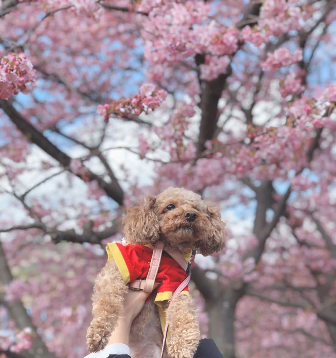 嶋村瞳さんのインスタグラム写真 - (嶋村瞳Instagram)「. 桜の花言葉は、「精神美」「優美な女性」「純潔」 . . #保護犬 #殺処分ゼロ  #動物好きな人と繋がりたい  #犬好きな人と繋がりたい  #河津桜 #静岡 #桜 #犬 #トイプードル #ポートレート #photo #instagood #dog」2月12日 11時53分 - hitomi_shimamura_official