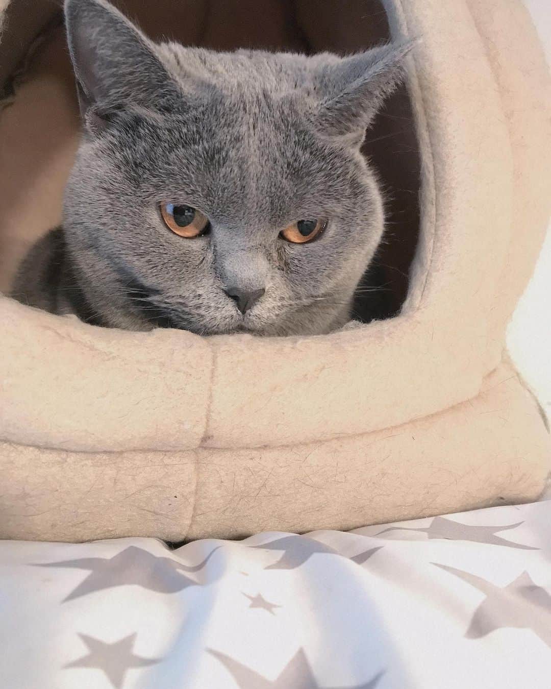 八木沼純子さんのインスタグラム写真 - (八木沼純子Instagram)「右みて左みて考える。。。😾そんな日。 ・ ・ #すず #猫 #シャルトリュー  #猫との暮らし  #猫がいる生活  #すずは不機嫌 #隠れ家に入って考え中 #猫変態族  #cat #catsofinstagram #catstagram  #catlover #chartreux #lovecats😻」2月12日 12時24分 - junko_yaginuma