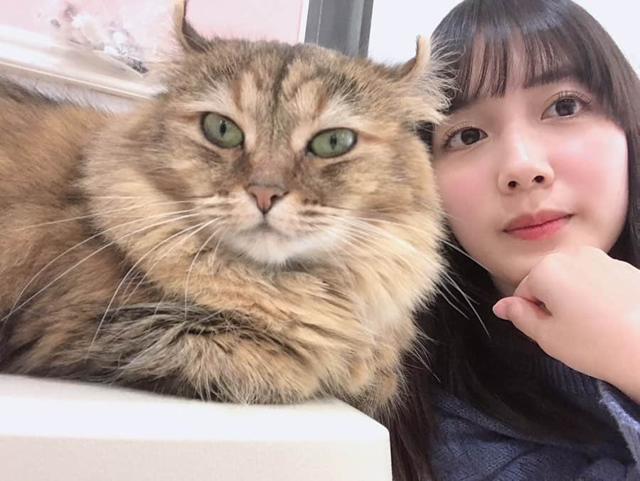 松田るかさんのインスタグラム写真 - (松田るかInstagram)「Twitterで真似っこしてた猫さんたち、飼い猫じゃなくてお店の猫さんです🐈 可愛すぎてニヤニヤしてしまう…🥺🥺ﾈﾁｺﾔﾝ… 動物飼いたくなるけどまだまだ忙しく仕事したいし、そもそも家ペット禁止なので、とりあえず泣きながら #まつだのやりたい事リスト に入れておきます🥺🥺🥺 . この後蛇さんも抱っこしましたが、たぶんヘビ苦手な方多いと思うので私の心の中に思い出として閉まっておきます🐍 . #猫 #動物カフェ」2月12日 12時33分 - imrukam