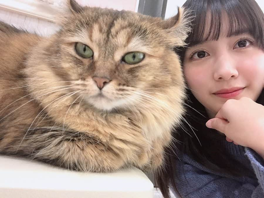 松田るかさんのインスタグラム写真 - (松田るかInstagram)「Twitterで真似っこしてた猫さんたち、飼い猫じゃなくてお店の猫さんです🐈 可愛すぎてニヤニヤしてしまう…🥺🥺ﾈﾁｺﾔﾝ… 動物飼いたくなるけどまだまだ忙しく仕事したいし、そもそも家ペット禁止なので、とりあえず泣きながら #まつだのやりたい事リスト に入れておきます🥺🥺🥺 . この後蛇さんも抱っこしましたが、たぶんヘビ苦手な方多いと思うので私の心の中に思い出として閉まっておきます🐍 . #猫 #動物カフェ」2月12日 12時33分 - imrukam