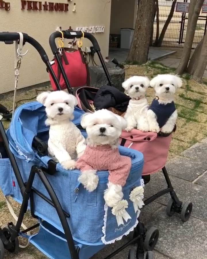 マルチーズ兄妹♡おかゆとおもちのインスタグラム：「…🐶🐶💕🐶🐶 . . 花夢ちゃんとお店 @dogcafemaple の前で記念写真📷💖 @hanayume.mama . 何だかおかゆ眠たそう😪 いつもはヘラヘラしてるのに('👅') 実はこれ帰る時に撮った写真 ママの投稿 @okayuchan0421 を見た方なら分かると思うけど、ランランでウンウン💩4回、チッチは30回以上した後なので、もうヘロヘロ状態😂 . しかし、なんであんなにするんやろか？ 一応おかゆの名誉ため言っときますが、 お家ではマーキングしません👍 しかも、足上げない お家では、もっちとの縄張り争いは完敗だから？！😅 . おかゆめっちゃ足上がってますね⤴︎ ⤴︎⤴︎ なかなか様になってる🐶✨ 記念に動画残しておきます😄😂🤣 . . . #dogcafemaple . #マーキング . #9gag #9gagcute #maltese #malteseofinstagram #happydog #dogsmile #doglove #doglover #dogstagram #instadog #lovedogs #ilovemydog #cutedog #dogoftheday #instapet #말티즈 #fluffypack . #okayusan #マルチーズ #犬バカ部  #わんこ  #エブリドッグ  #pecotv #pecodogs #鼻ぺちゃ #マルチーズ兄妹 . .」