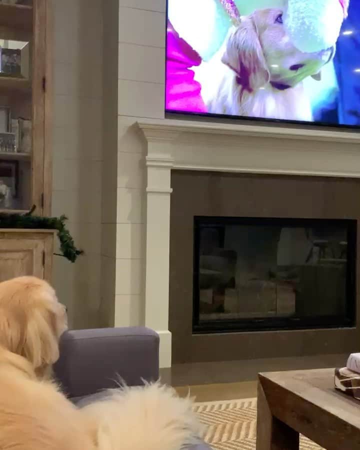 エリン・アンドリューズのインスタグラム：「Invested!!!! Let’s go Daniel #wkcdogshow @foxsports」