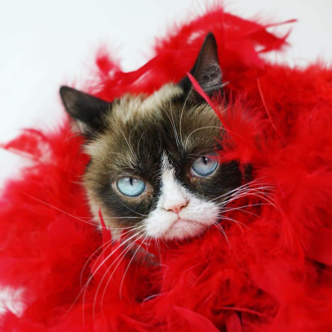 Grumpy Catさんのインスタグラム写真 - (Grumpy CatInstagram)2月12日 7時46分 - realgrumpycat