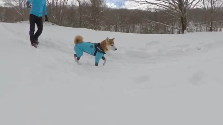のインスタグラム：「Musashi play with snow. 雪遊びは楽しい。 . @qoorarapapa @qooraramama  またご一緒して下さいね。 . Photo #goprohero8black #gopromax #goprosnow #goprofetch  @GoPro @GoProjp @270pro . . #neneandmusashi2020 #shibainu #shiba #柴犬 #しばいぬ #dog #日本犬 #toyota_dog #happy #lovely #cute #雪遊び  #winter #snow #日本犬  #GoPro #ゴープロ #goprohero8 #goprodog #goproのある生活 #hero8 #goprojp #gopropets #besomedoggy #doggo #goprodogsquad #270pro」