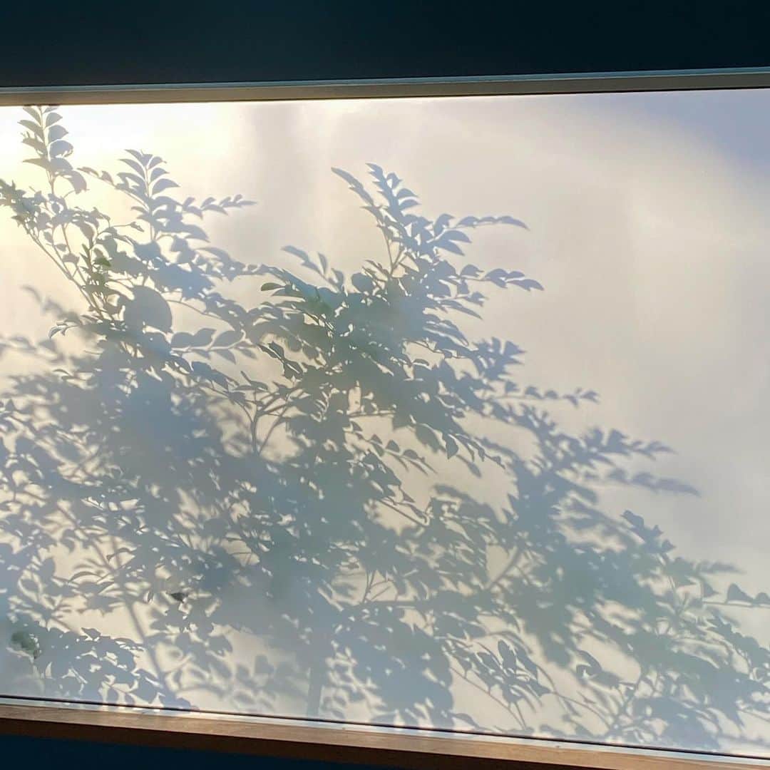 板谷由夏 さんのインスタグラム写真 - (板谷由夏 Instagram)「朝の光 今日も元気でいて下さい」2月12日 8時16分 - yukaitaya