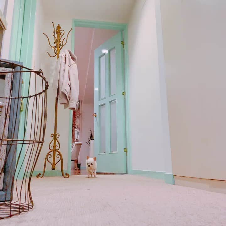 Dog's Life PANNAのインスタグラム