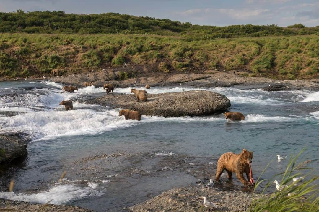 ナショナルジオグラフィックさんのインスタグラム写真 - (ナショナルジオグラフィックInstagram)「Photo by @acacia.johnson | Twelve brown bears gather to fish for salmon at Alaska’s McNeil River State Game Sanctuary, home to the densest congregation of brown bears on Earth. Here and in other protected areas on the Alaska Peninsula, humans and bears have learned to peacefully coexist, giving rise to a booming bear-viewing industry. But the bears and their habitat are threatened by the proposed Pebble Mine, which would risk poisoning the ecosystem and involve a sprawling transport corridor less than a mile from the McNeil River Refuge–exposing the same bears to road traffic, pollution, and risk of harm. If the bears learn to associate humans with food or danger, our harmonious relationships with them will be lost. Follow me at @acacia.johnson to learn more about protecting this remarkable place. #alaska #brownbears #pebblemine」2月12日 8時35分 - natgeo