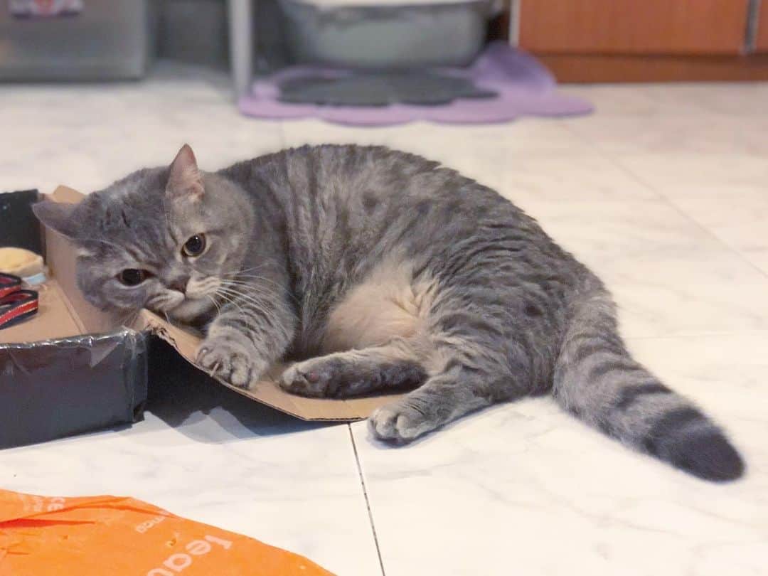 Pancakeのインスタグラム：「I don’t want to leave my box.... #cats #catlovers #catsconnect #catstagram #catsoninstagram #sgcats #pets #petlovers #pancake #petstagram #instacats #thedailykitten  #instagramcats #munchkincats #neko #ねこ #マンチカン #catsofinstagram」