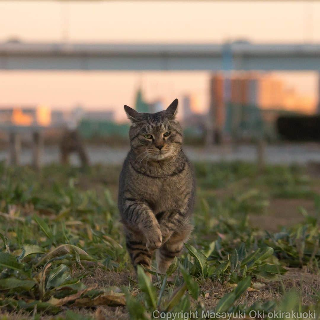 Masayukiさんのインスタグラム写真 - (MasayukiInstagram)「急ぎはで二足で。  おはようございます。 Good morning from Osaka Japan ☁️ #cat #ねこ #佐柳島のネコはよい展はおやすみ #京王百貨店はねこ展示中」2月12日 8時42分 - okirakuoki