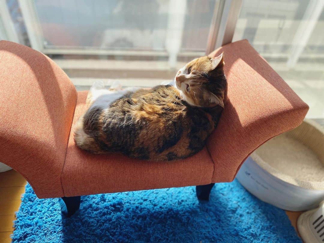 山田稔明さんのインスタグラム写真 - (山田稔明Instagram)「おはよ。チミにはたくさんのベッドがあるね。 #ポチ実 #三毛猫」2月12日 9時18分 - toshiakiyamada