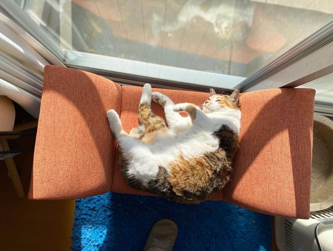 山田稔明さんのインスタグラム写真 - (山田稔明Instagram)「おはよ。チミにはたくさんのベッドがあるね。 #ポチ実 #三毛猫」2月12日 9時18分 - toshiakiyamada
