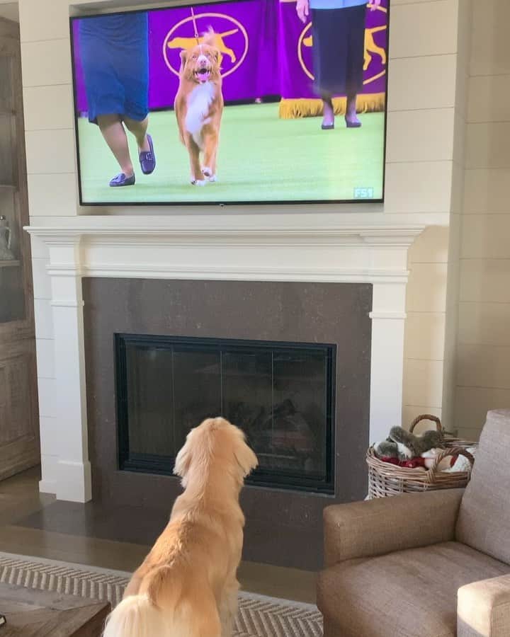 エリン・アンドリューズのインスタグラム：「We know who Howie is cheering for at #WKCDogShow @foxsports @chrismyersfox #goldenretriever」