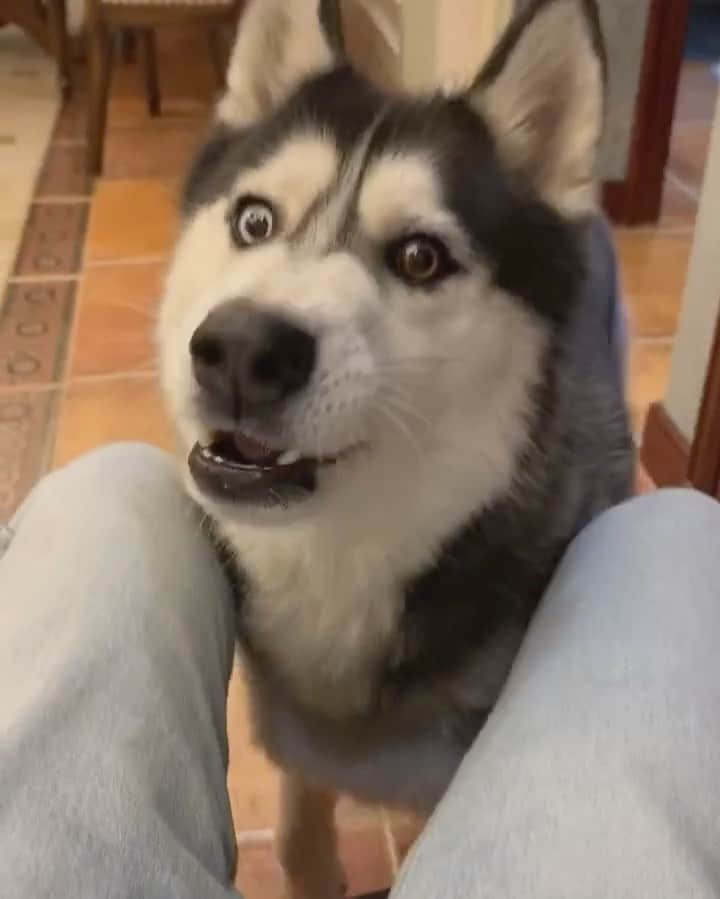 husky and malamuteのインスタグラム：「Mom..I need this...give me.😆😆 follow @alaskandaily （Twitter：alaskandaily）for more cute pic and video.😜 ……………………………………………………………… Each video was approved by the original author. But  don't have a Instagram account. We are first one post those video. So watermark credit @alaskandaily ……………………………………………………………… #alaskan#malamute#alaskanmalamute#alaskanhusky#malamutesofinstagram#puppylife#puppylove#puppydog#puppylover#dogdays#malamutepuppy#huskies#huskeypuppy#huskeiesreq#siberian#huskeiesofig#dogslife#dogsofnyc#cutedog#cutedogs#huskeypics#huskeylovers#huskygram#huskeylove#huskiesofinstagram#dogsofnyc#husky#狗」