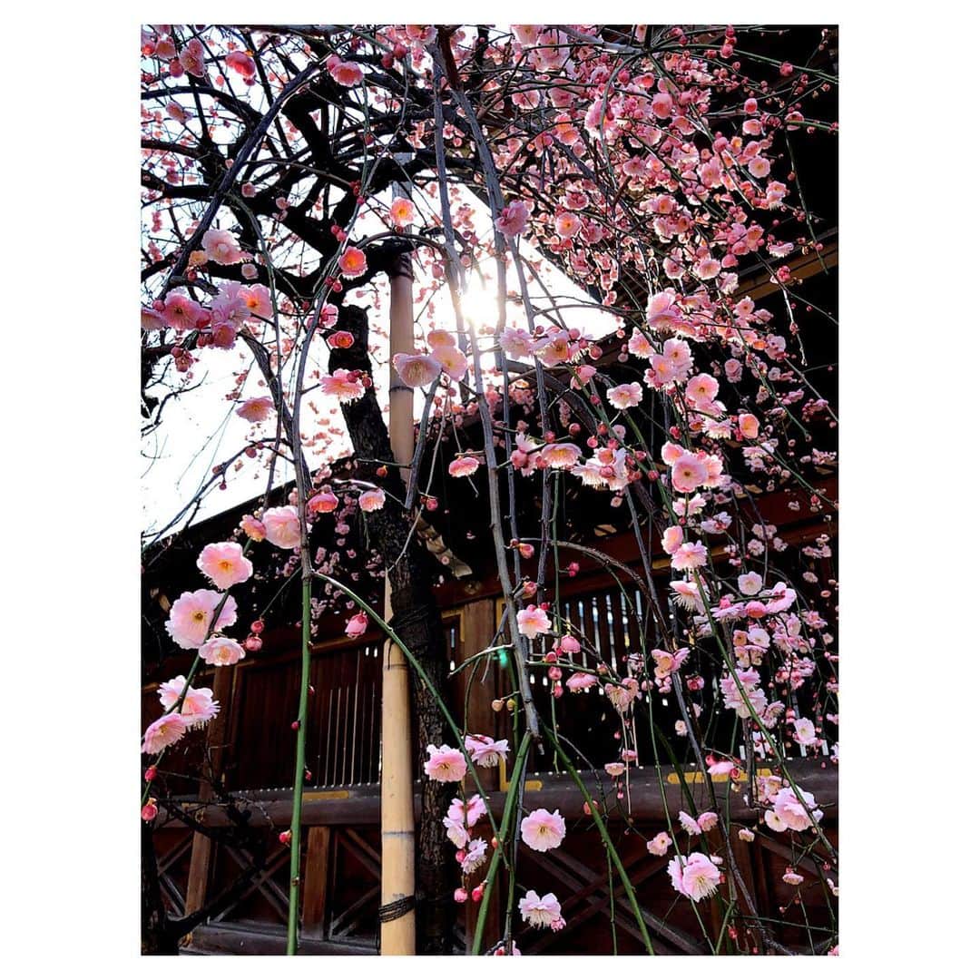 理絵さんのインスタグラム写真 - (理絵Instagram)「一瞬だけ⛩湯島天満宮へおじゃまして梅の花を見てきました  #湯島天満宮 #湯島天神 #湯島 #梅 #梅の花 #flowers #flower #花 #fiore #꽃 #tokyo #japan」2月12日 11時31分 - ____rie____
