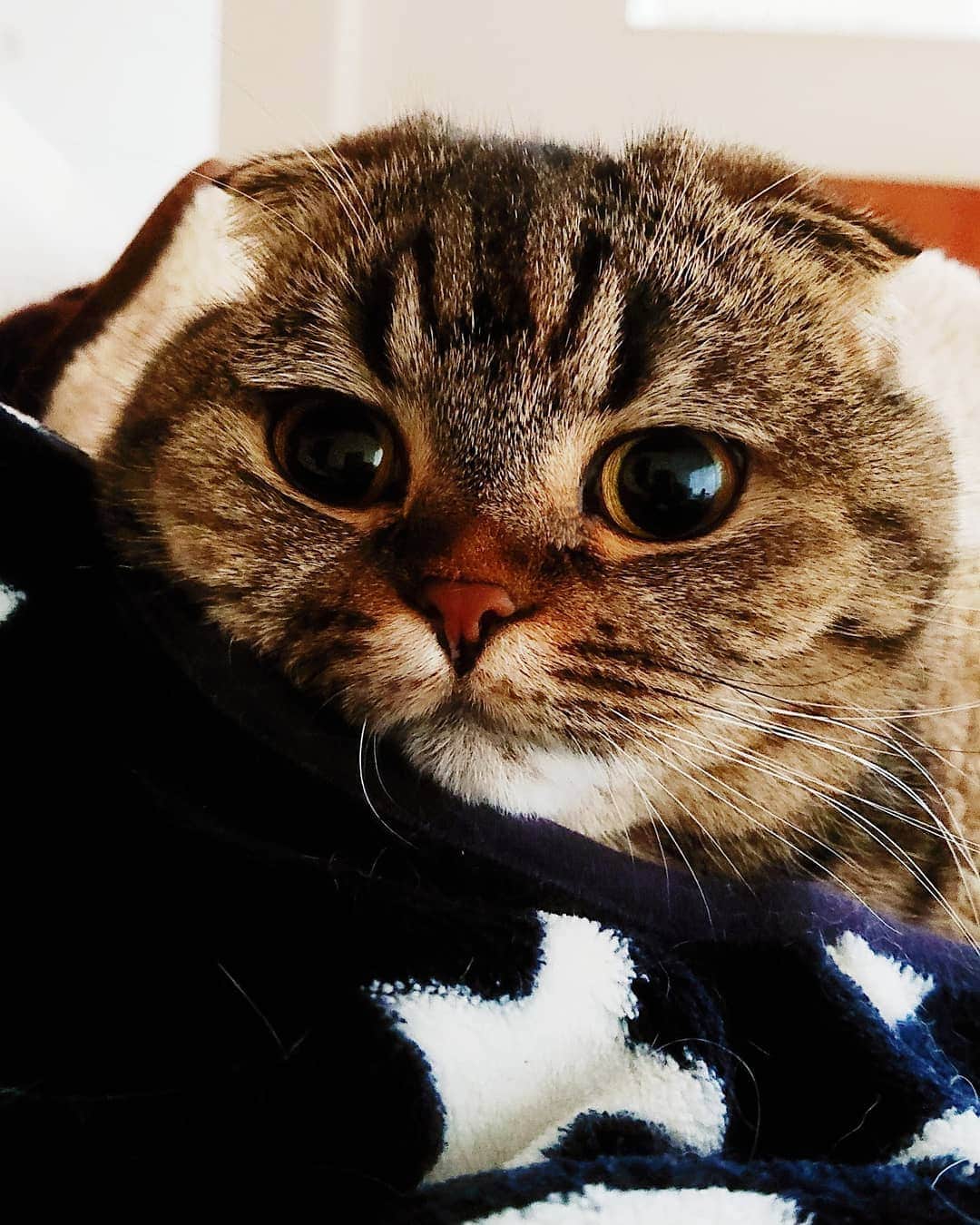 猫山田 Ａ. きなこのインスタグラム