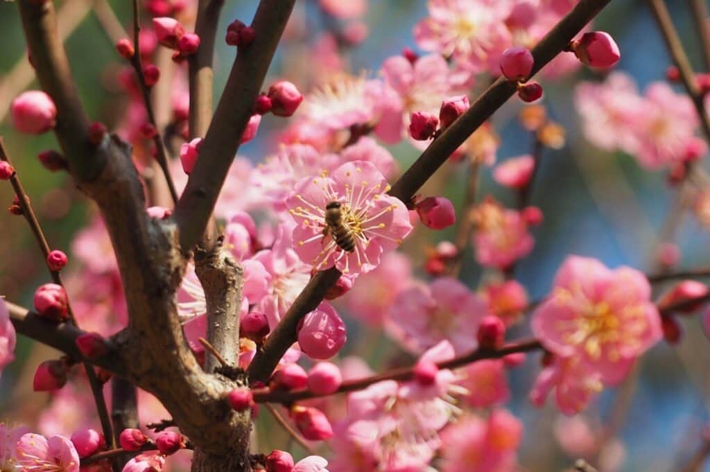 現地発信の旅行サイト「たびらい」さんのインスタグラム写真 - (現地発信の旅行サイト「たびらい」Instagram)「【熊本・熊本市】⠀ 復興が進む「熊本城」と、鮮やかな梅の花が咲く「水前寺成趣園」を覗いてきました！ 少しずつですが、春の訪れを感じますね🌸　気になった方は、「水前寺成趣園 たびらい」で検索してみてくださいね♪⠀ ：⠀ #たびらい #tabirai #ローカル旅行 #旅行好き #女子旅 #旅行 #九州旅行 #たびらい九州 #カメラ女子 #かわいい旅 #loves_kyusyu #熊本 #kumamotocity #くまもん #熊本復興 #熊本市 #復興 #熊本観光 #くまもとグラム #水前寺成趣園 #梅 #日本の風景 #春 #花 #熊本城 #城 #天守閣 #桜 #加藤神社 #japantrip」2月12日 21時01分 - tabirai