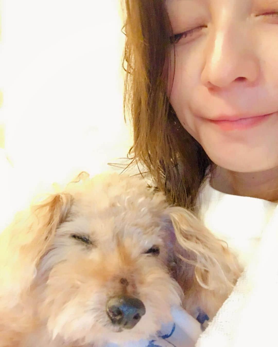 香里奈さんのインスタグラム写真 - (香里奈Instagram)「🍁もみじ🍁  突然ですが、 愛犬もみじが、2019,12,25に 天国へと旅立ちました  16歳と4ヶ月の間、もみじはたくさんの愛や優しさを私たちに与えてくれました  ことばでは 言い表せない感情がたくさんある  もっとこうしていたら とか もっと遊んであげればよかった とか今でも、 色々な後悔がたくさんあります  もみじと出逢えて幸せでした  これからも、 もみじは心の中で生き続けていきますが、 もみじが繋いでくれた 娘、孫達をもみじの分まで、大切に育てていきたいと思います  もみじを可愛がってくれた方々、今までありがとうございました  もみじの事、 忘れないでいてくれたら嬉しいです！  もみちゃん、ありがとう✨  My dearest dog Momiji chan passed away on December 25th in 2019. She was 16years old. She gave us a lot of love and happiness and I was happy that I could meet MOMIJI. I am so sad but MOMIJI is alive in our heart forever. Love you MOMIJI !! R.I.P.  #もみじ #momiji #🍁 #827 #はじめてのいぬ #香里奈 #karina #love #dog #lovefamily #toypoodle  #トイプードル #mybuddy #16歳 #amazingdog #thankyouforyourlove  #loveyou #かわいいもみじ #だいすき #1225 #RIP」2月12日 21時10分 - karina_official_221