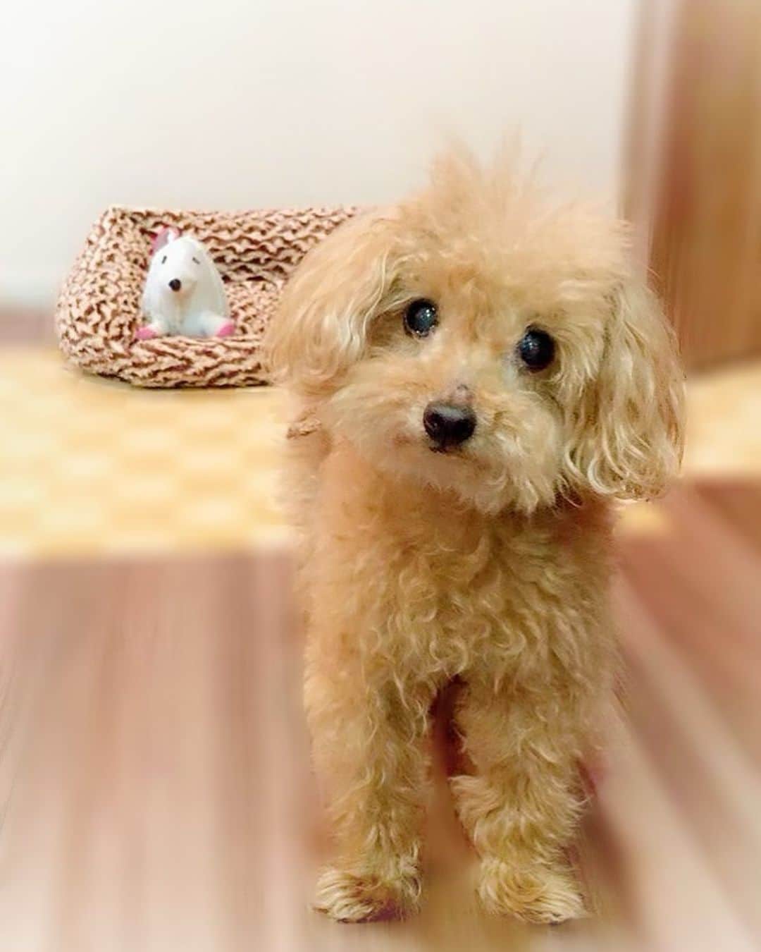 香里奈のインスタグラム