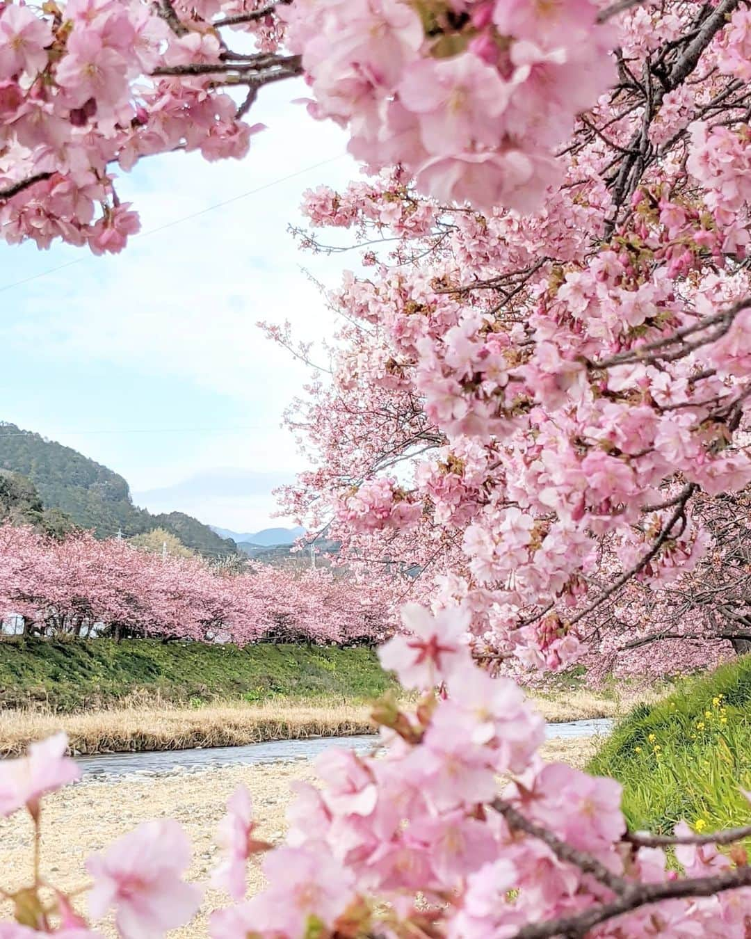 masayaさんのインスタグラム写真 - (masayaInstagram)「Kawazu today Shizuoka Prefecture 3年ぶりの河津。河津桜は、今週末くらいからが満開見頃のような気がします。 #pixelで撮影 #teampixel #googleのスマホ」2月12日 21時11分 - moonlightice