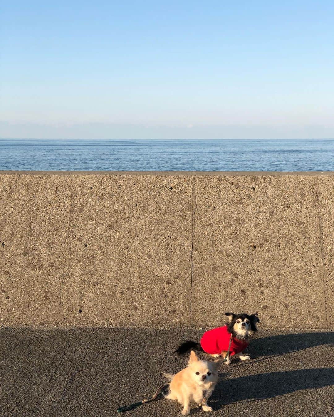 広野あさみのインスタグラム：「いつも寂しい思いをさせてしまっているから帰った時は🐶達が飽きるまでお散歩🐾」