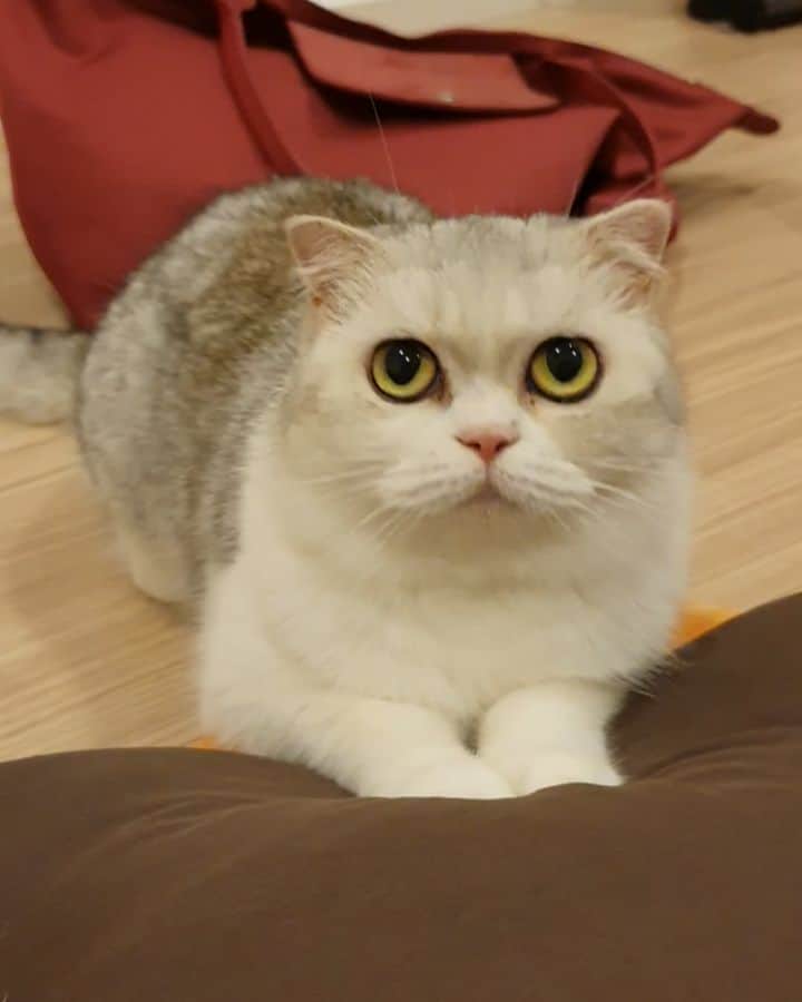 Som Siriのインスタグラム：「Playing with #cougarteamonlyyui  #scottishfold #catsofinstagram #ทาสแมว」