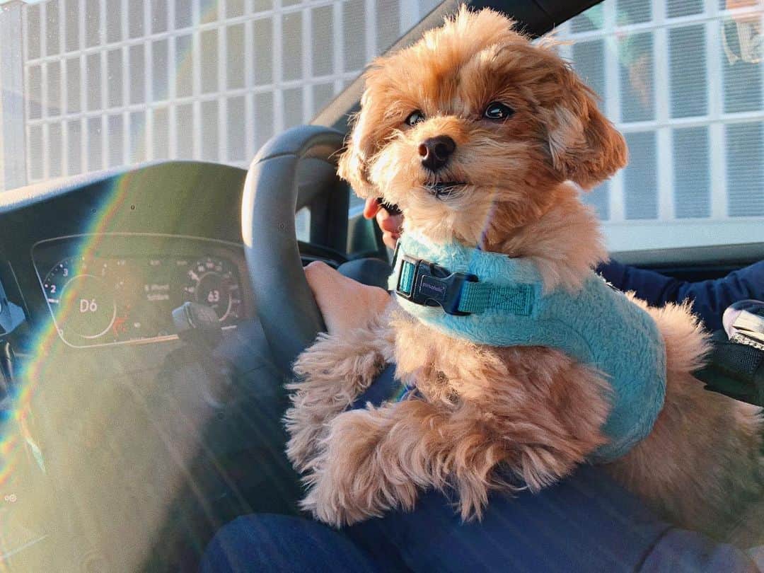 のインスタグラム：「ㅤㅤㅤ お見送りありがとう🛣🚗🐕💓 #おてんば娘麦ちゃん #ドライブ」