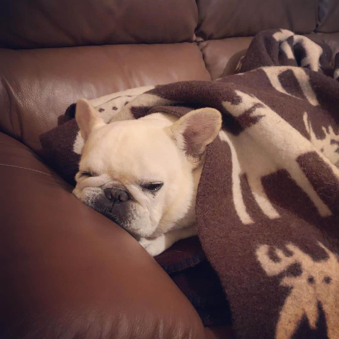 タニム（マーブル母）のインスタグラム：「* 寝てらっしゃる🐷💤 * #ねむねむマーちゃん  #ブー顔ほど萌える  #たまに犬ということを忘れる  #私のアモーレ🐷❤️」