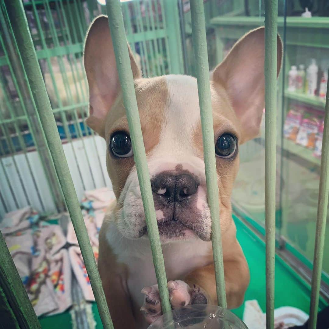 一三さんのインスタグラム写真 - (一三Instagram)「今日の可愛い子ちゃん達♪( ´▽｀) ウンコ踏んだけど…  #可愛い #cute #pritty #愛くるしい #lovely #犬 #いぬすたぐらむ #イヌ #dog」2月12日 22時06分 - ichizou.co.jp