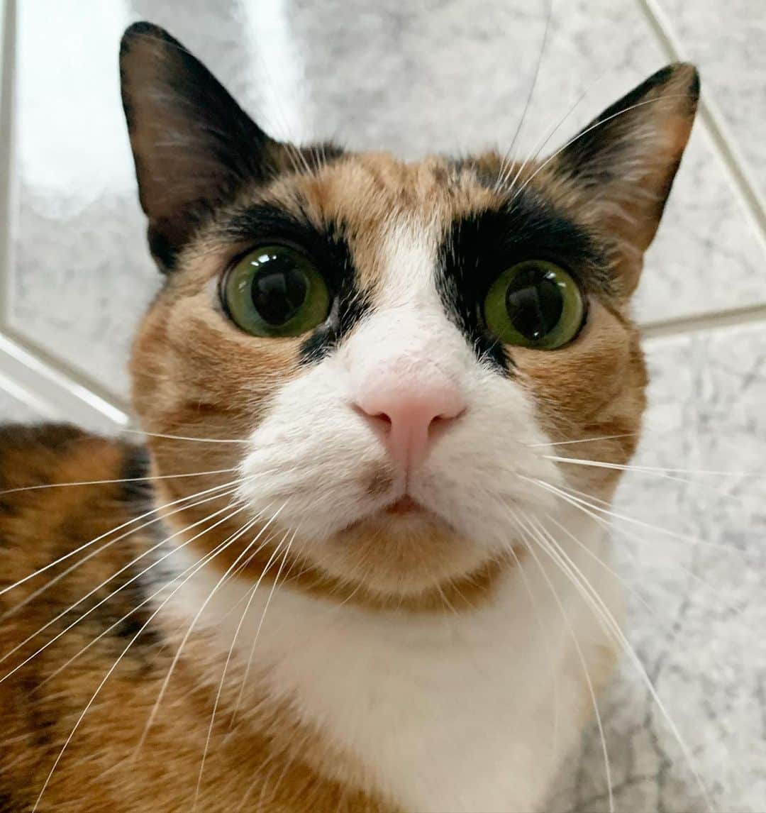 のインスタグラム：「What? Do I have something on my face? #whiskerwednesday」