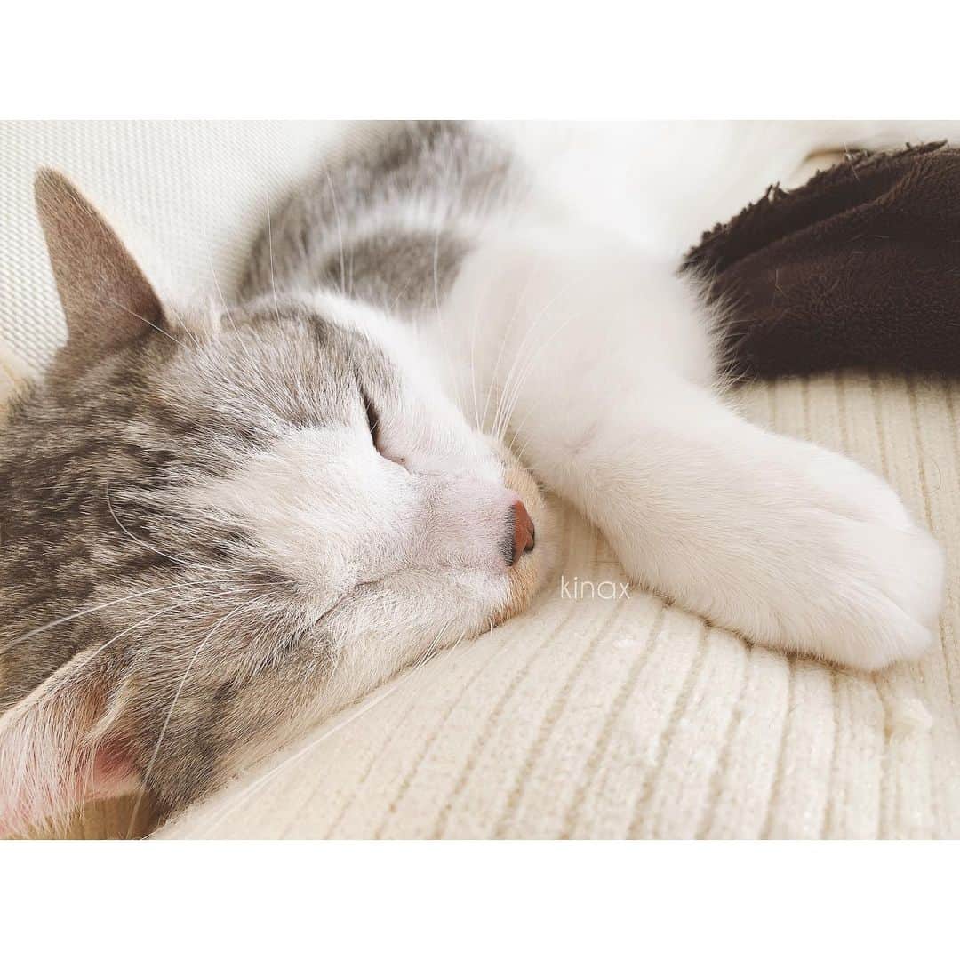 kinaxのインスタグラム：「. good afternoon(๑′ᴗ‵๑)☀in Japan, and good morning, good evening, good night for world friends! . 今日もいいお天気☀️ 花粉はなかなか飛んでいるけど お家の中はポカポカですʕ •́؈•̀ ₎ . . 家事や夕飯の仕込みが終わって ようやくひと段落した途端 早速甘えてくるかわいこちゃんʕ •́؈•̀ ₎♡ . ふみふみするのはルナだけなんだけど 子猫時代にお母さんにあんまり甘えられなかった子が よくするらしいと聞いて 思う存分甘えてくれたらいいなぁと 思うこの頃。 . 兄弟だけどソルはしないので ちゃんとお母さんに甘えられていたのなら それはそれで嬉しいな、とも思う。 . . 話はちょっと変わって 先日車が故障してしまって 代車をお借りしているのだけど オプションがあまりついていないレンタカーなので バックモニターやら電動スライドドアやら… 便利なことに慣れすぎていたんだなぁと ありがたみをしみじみと感じております。 . . まぁ何はともあれ 高速道路で調子が悪くなったのだけど 無事にPAまで辿り着けたし 故障しただけで、事故にならなくてよかった🚗 . みんなも気をつけて、楽しい1日を♡ . . #猫バカ部 #ねこすたぐらむ #保護猫 #パステル兄弟 #ルナとソル #甘えん坊 #レジャーシートが好きらしい #ニット #爪でやられた 2020/02/12」