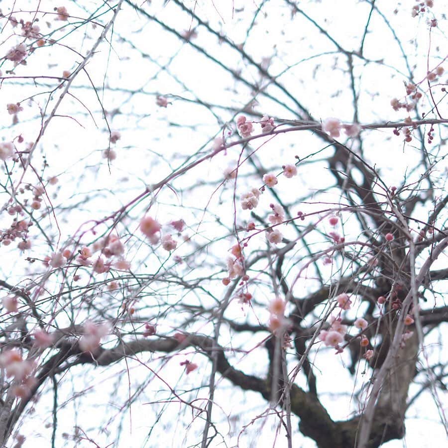 奈良 長谷寺 / nara hasederaのグルメインスタ