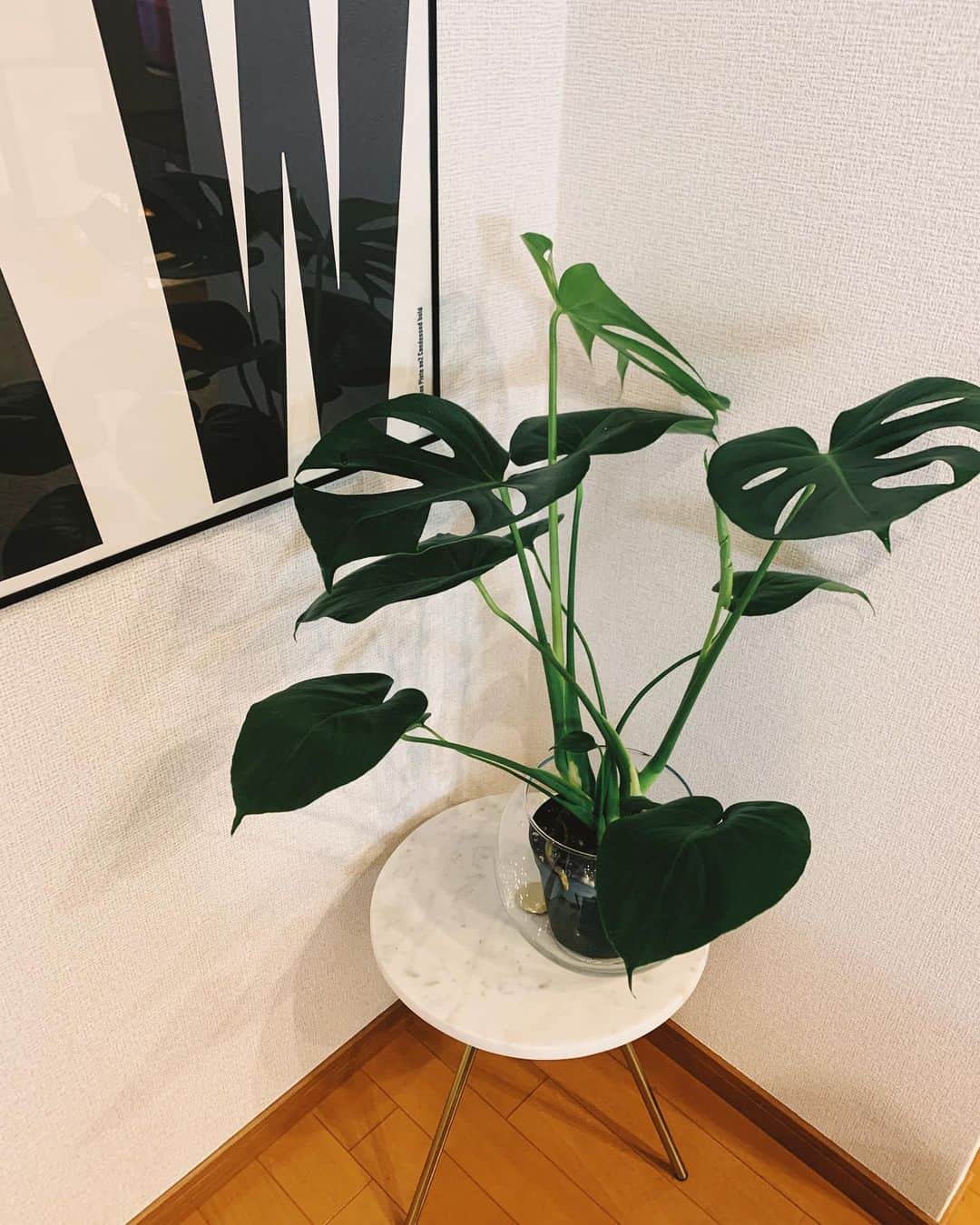 宮城舞さんのインスタグラム写真 - (宮城舞Instagram)「きっと枯らすの。 私ほんと植物向いてないから。 でも、連れて帰ってきちゃった。 精一杯頑張るね🌱  #お家の中の緑 #モンステラ #どうか枯れないで😂」2月12日 16時29分 - mai_miyagi