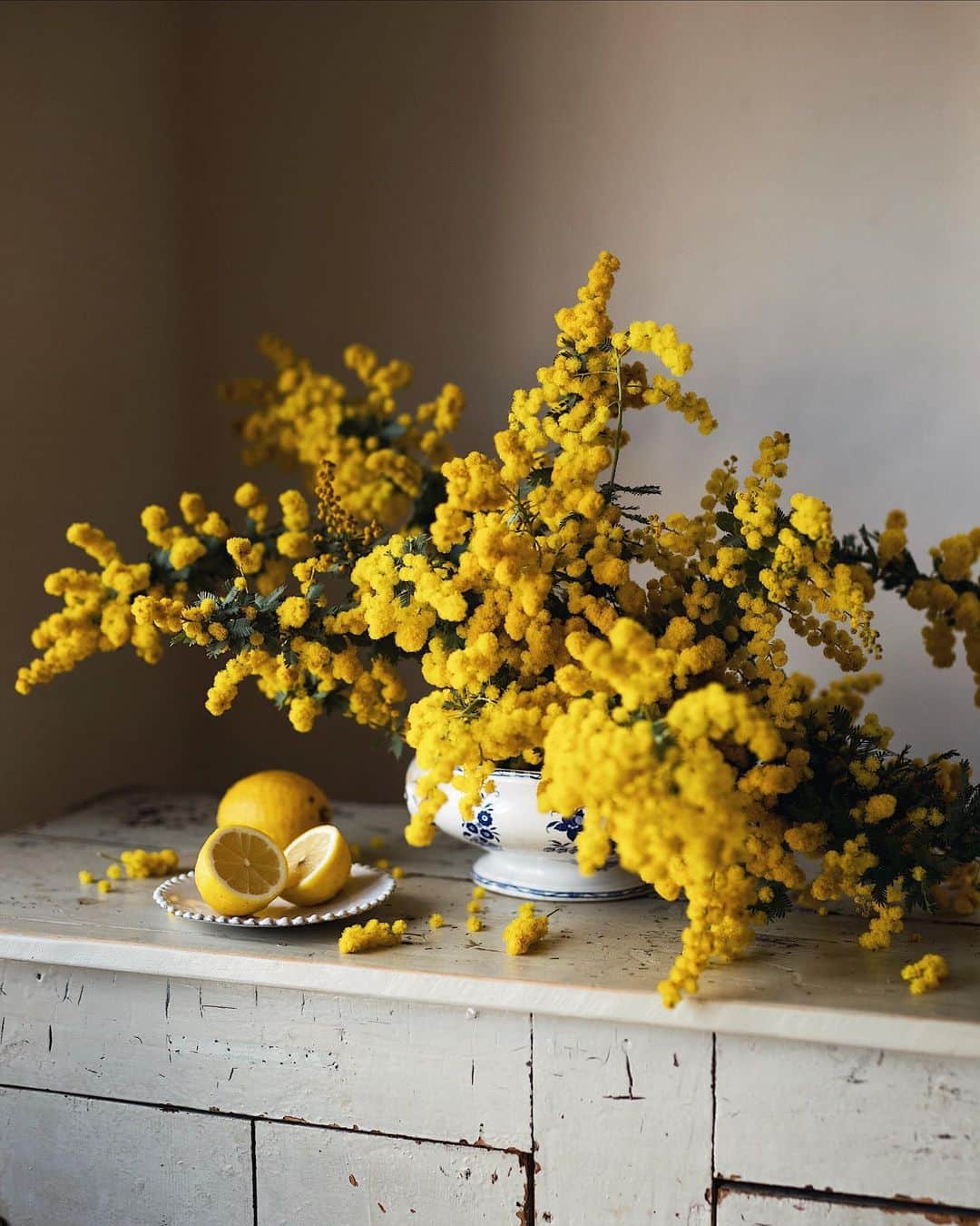 増田由希子さんのインスタグラム写真 - (増田由希子Instagram)「Still life.  #mimosa #mimosaflowers #antique #spring #springflower #stilllife #lemon #ミモザ」2月12日 22時31分 - nonihana_