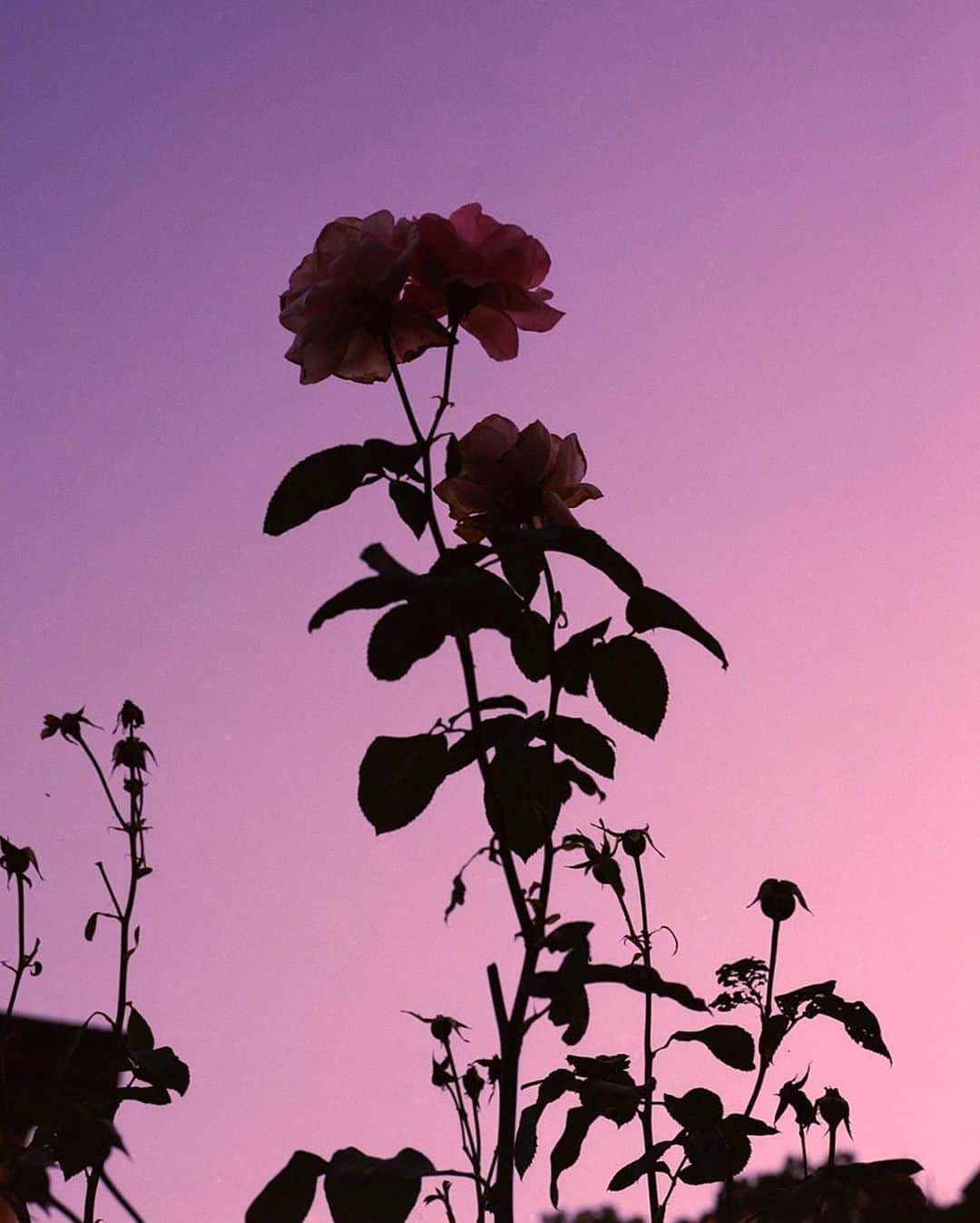 Jeanneのインスタグラム：「🌹🥀」