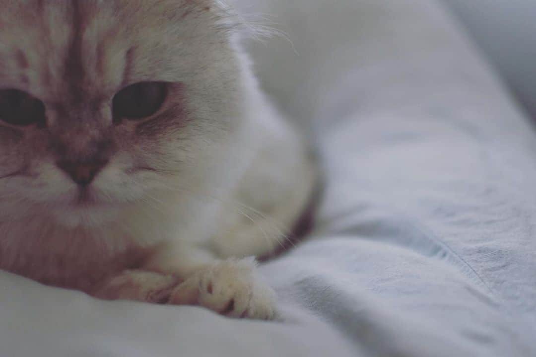 福岡晃子さんのインスタグラム写真 - (福岡晃子Instagram)「#猫 #cat」2月12日 17時25分 - akikofukuoka_oluyo