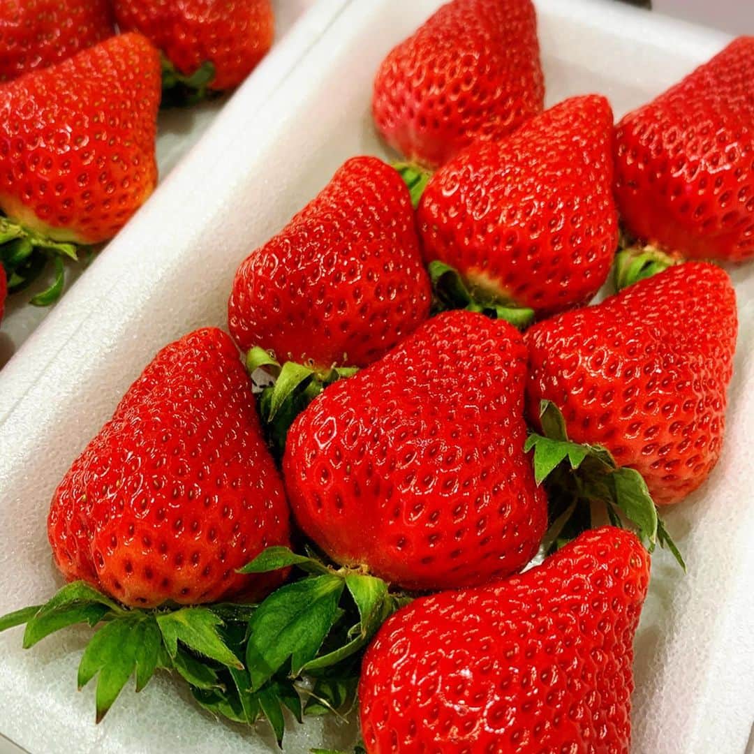 常盤よしこのインスタグラム：「いちごを頂きましたー！！ 熊本県オリジナルいちご ゆうべに🍓 おいしぃ〜♫ いつもありがとうございます♫  #ゆうべに #昭和いちご #昭和いちご部会 #熊本いちご」